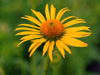 Jewka Echinacea hybrida 'Maui Sunshine'